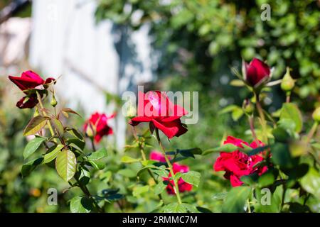 Rote Rosen im Garten Stockfoto