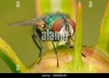 Weibliche Grünbootle-Fliege, die sich auf einem Peoni-Knopf mit verschwommenem Hintergrund und Kopierraum ernährt Stockfoto