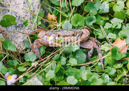 Makrowunderbild: Detaillierte Aufnahme einer Krabbe inmitten von grünem Gras, die die Schönheit der Krustentiere hervorhebt. Stockfoto