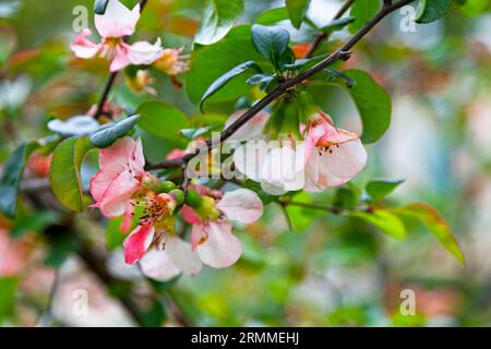 Nahaufnahme der Blüten einer Chaenomeles japonica, bekannt als Maule-Quitte. Es handelt sich um eine Art blühender Quitten. Es ist ein stinkender Laubstrauch, dass ich Stockfoto