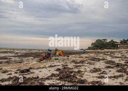 Eine Gruppe von Frauen aus einem kleinen afrikanischen Dorf in Mosambik am Ufer des Indischen Ozeans sammelt bei Ebbe bunte Steine und Muscheln Stockfoto