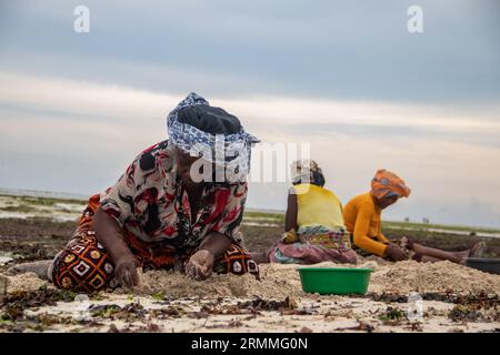Eine Gruppe von Frauen aus einem kleinen afrikanischen Dorf in Mosambik am Ufer des Indischen Ozeans sammelt bei Ebbe bunte Steine und Muscheln Stockfoto