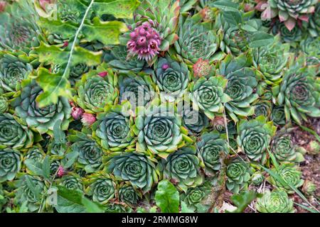 Close-up an einem gewöhnlichen Hausmann (Sempervivum tectorum) in einem Blumengarten. Stockfoto