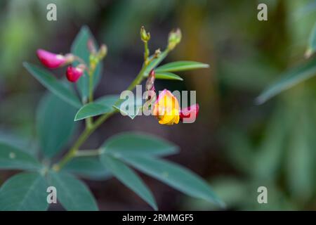 Nahaufnahme einer Crotalaria retusa. Stockfoto