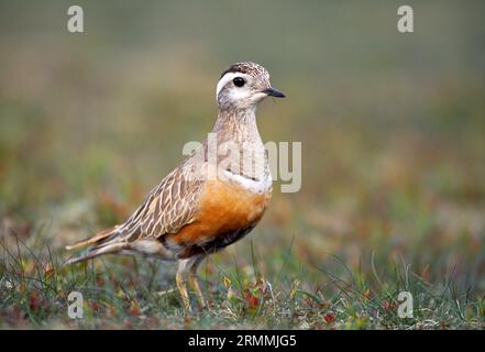 Dotterel (Charadrius morinellus) männlich im Zuchtgebiet auf dem Cairngorm Plateau, Cairngorn National Park, Schottland, Juni 2005 Stockfoto