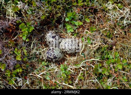 Dotterel (Charadrius morinellus) Nest mit Eiern, Cairngorms National Park, Schottland, Juni 2005 Stockfoto