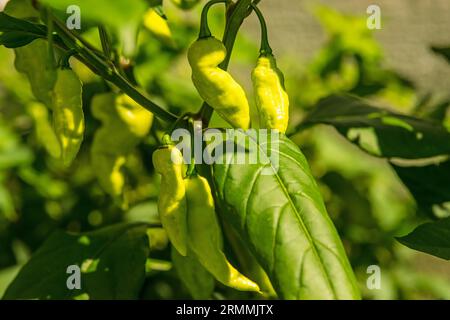 Der Geisterpfeffer Bhut Jolokoa mit gelber Variation, reifenden Früchten Stockfoto