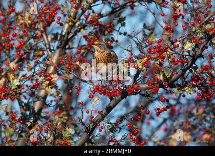 Feldarbeit (Turdus pilaris) Fütterung von Weißdornbeeren in Hedgerow, Berwickshire, Scottish Borders, Schottland, November 1992 Stockfoto