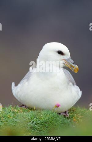 Fulmar (Fulmarus glacialis) Erwachsener, der sich auf einer Klippe auf der Insel Handa, Sutherland, Schottland, im Mai 2003 auf einem Grassock ruht. Stockfoto