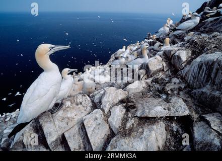 Gannet (Morus bassanus) Erwachsener Vogel in Brutkolonie auf Bass Rock, Firth of Forth, Schottland, Juli 1998 Stockfoto