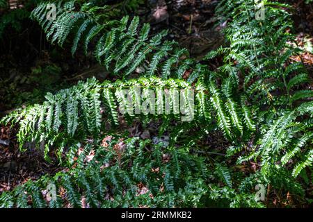 Golden Shield Fern (Dryopteris affinis) „Revolvens“ Stockfoto