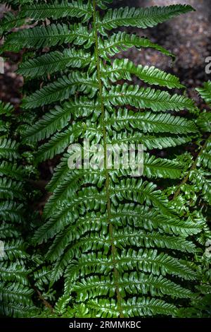 Golden Shield Fern (Dryopteris affinis) „Revolvens“ Stockfoto