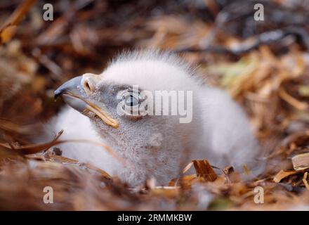 Golden Eagle (Aquila chrysaetos), eine Woche altes goldenes Adlerküken in eyrie mit Eizahn auf der Spitze der Rechnung, Argyll, Schottland, Mai 1995 Stockfoto