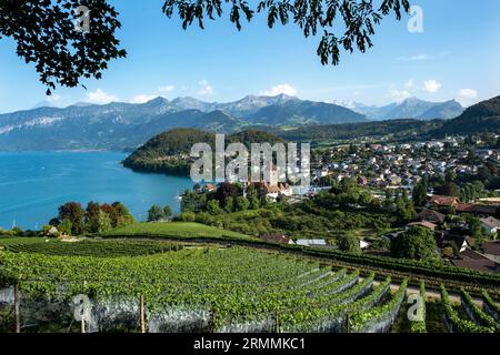 Vinefield mit Blick auf Spiez und den Thunersee, Kanton Bern, Schweiz. Stockfoto