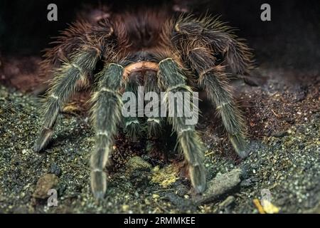 Brasilianische Lachsrosa Vogeltarantel (Lasiodora parahybana) Stockfoto