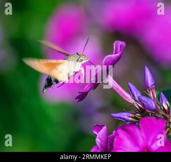 Makro eines Kolibri-Falken, der zu einer Blume fliegt Stockfoto