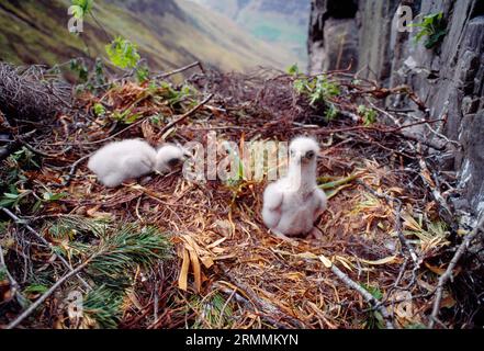 Golden Eagle (Aquila chrysaetos), zwei Wochen alte goldene Zwillingsadler in eyrie, Argyll, Schottland, Mai 1995 Stockfoto