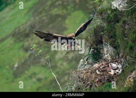 Golden Eagle (Aquila chrysaetos), Männchen, die mit gerupftem Rothuhn in eyrie ankommen, um Küken zu füttern, Lochaber, Schottland, Juni 1995 Stockfoto