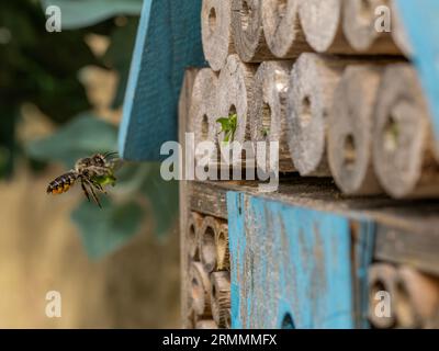 Ein Leaf Cutter Bee, der Blattabschnitt zum Bienenhotel trägt und die Nistrohre versiegelt Stockfoto