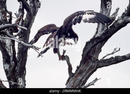 Der juvenile Vogel Golden Eagle (Aquila chrysaetos) sitzt im Sommer auf der toten schottischen Kiefer und trainiert die Flügel im heimischen Kiefernwald, Cairngorms, Schottland. Stockfoto