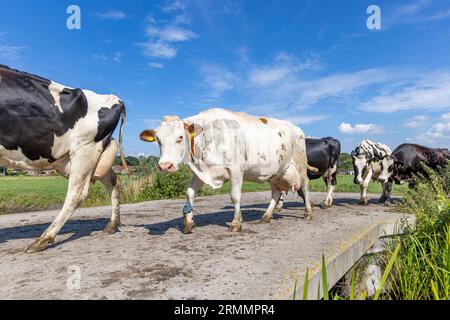 Eine Gruppe von Kühen, die in einer Reihe über die Brücke gehen, um gemolken zu werden, großes Euter, blauer Himmel in den Niederlanden Stockfoto