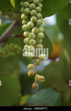 Coccoloba uvifera, diese Pflanze ist eine Zierpflanze und dient als Dünenstabilisator und Schutzlebensraum für Kleintiere Stockfoto