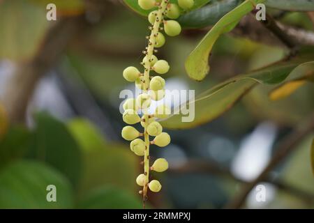 Coccoloba uvifera, diese Pflanze ist eine Zierpflanze und dient als Dünenstabilisator und Schutzlebensraum für Kleintiere Stockfoto