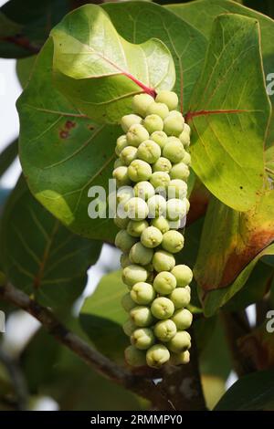 Coccoloba uvifera, diese Pflanze ist eine Zierpflanze und dient als Dünenstabilisator und Schutzlebensraum für Kleintiere Stockfoto