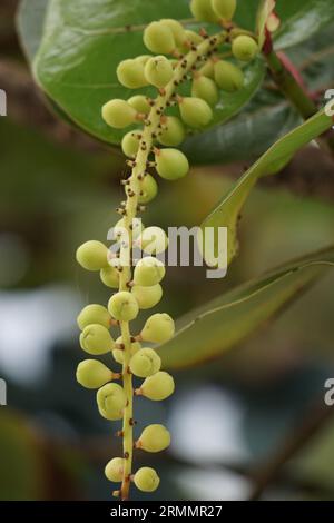 Coccoloba uvifera, diese Pflanze ist eine Zierpflanze und dient als Dünenstabilisator und Schutzlebensraum für Kleintiere Stockfoto