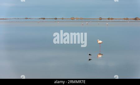 Majestätische große Flamingos, die in flachem Wasser in einer Salzpfanne stehen Stockfoto