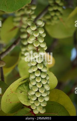 Coccoloba uvifera, diese Pflanze ist eine Zierpflanze und dient als Dünenstabilisator und Schutzlebensraum für Kleintiere Stockfoto