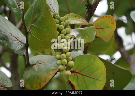 Coccoloba uvifera, diese Pflanze ist eine Zierpflanze und dient als Dünenstabilisator und Schutzlebensraum für Kleintiere Stockfoto