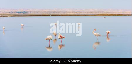 Majestätische große Flamingos, die in flachem Wasser in einer Salzpfanne stehen Stockfoto