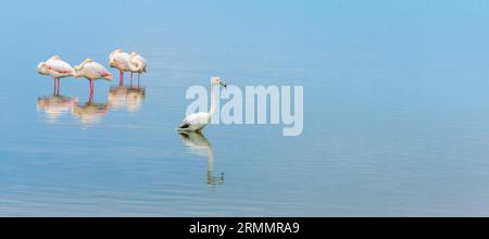 Majestätische große Flamingos, die in flachem Wasser in einer Salzpfanne stehen Stockfoto