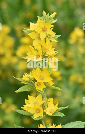 Gepunktete Loosestrife - Lysimachia punctata Stockfoto