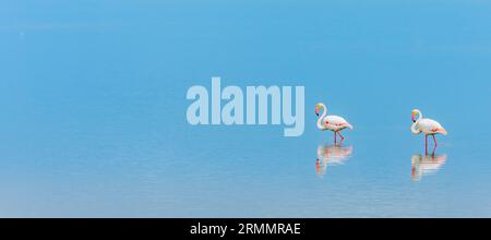 Majestätische große Flamingos, die in flachem Wasser in einer Salzpfanne stehen Stockfoto