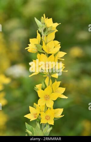 Gepunktete Loosestrife - Lysimachia punctata Stockfoto