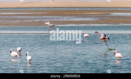 Majestätische große Flamingos, die in flachem Wasser in einer Salzpfanne stehen Stockfoto