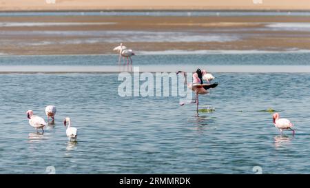 Majestätische große Flamingos, die in flachem Wasser in einer Salzpfanne stehen Stockfoto