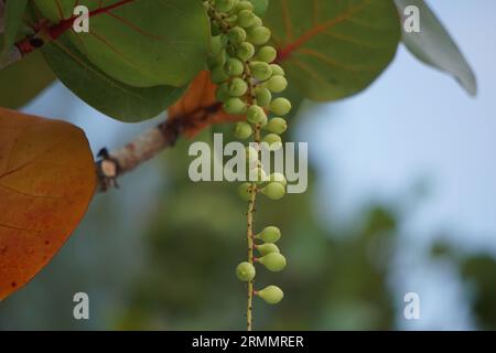 Coccoloba uvifera, diese Pflanze ist eine Zierpflanze und dient als Dünenstabilisator und Schutzlebensraum für Kleintiere Stockfoto