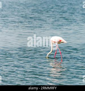 Majestätische große Flamingos, die in flachem Wasser in einer Salzpfanne stehen Stockfoto