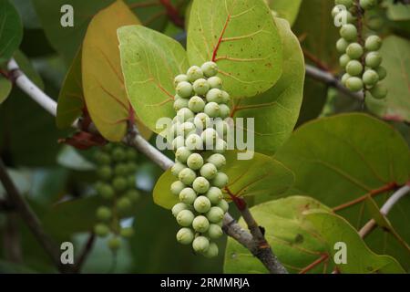 Coccoloba uvifera, diese Pflanze ist eine Zierpflanze und dient als Dünenstabilisator und Schutzlebensraum für Kleintiere Stockfoto