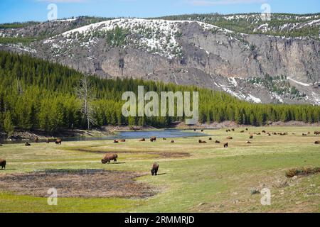 Bisonherde, die auf einer Wiese im Yellowstone-Nationalpark Wyoming weidet Stockfoto