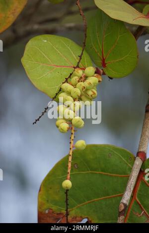 Coccoloba uvifera, diese Pflanze ist eine Zierpflanze und dient als Dünenstabilisator und Schutzlebensraum für Kleintiere Stockfoto