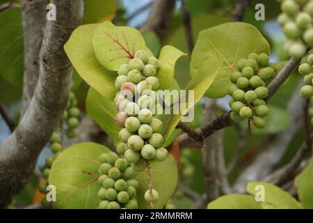 Coccoloba uvifera, diese Pflanze ist eine Zierpflanze und dient als Dünenstabilisator und Schutzlebensraum für Kleintiere Stockfoto