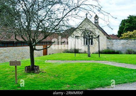 Der Glastonbury Thorn Tree neben der St. Patrick's Chapel, Glasonbury Abbey Stockfoto