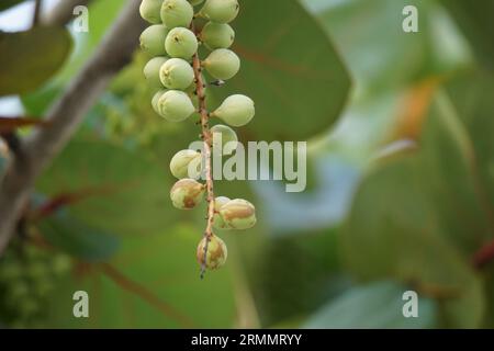 Coccoloba uvifera, diese Pflanze ist eine Zierpflanze und dient als Dünenstabilisator und Schutzlebensraum für Kleintiere Stockfoto