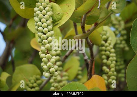 Coccoloba uvifera, diese Pflanze ist eine Zierpflanze und dient als Dünenstabilisator und Schutzlebensraum für Kleintiere Stockfoto