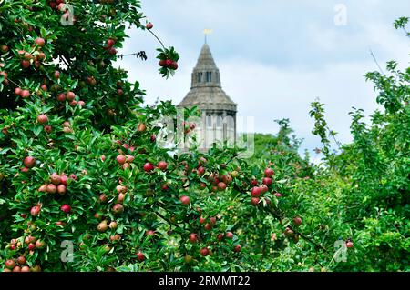 The Abbot's Kitchen – ein mittelalterliches achteckiges Gebäude, das als Küche in der Glastonbury Abbey in Glastonbury, Somerset, diente, wie vom Obstgarten aus gesehen. Stockfoto