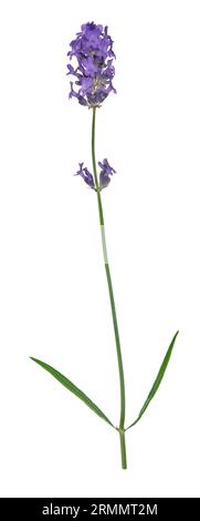 Lavendel - Lavandula angustifolia Stockfoto